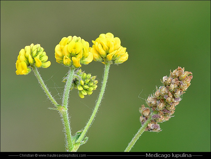 Luzerne lupuline - Medicago lupulina