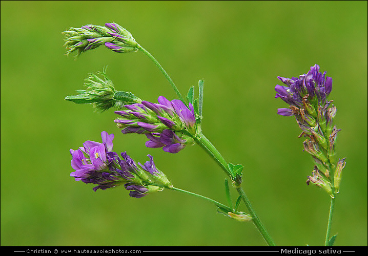 Luzerne - Medicago sativa