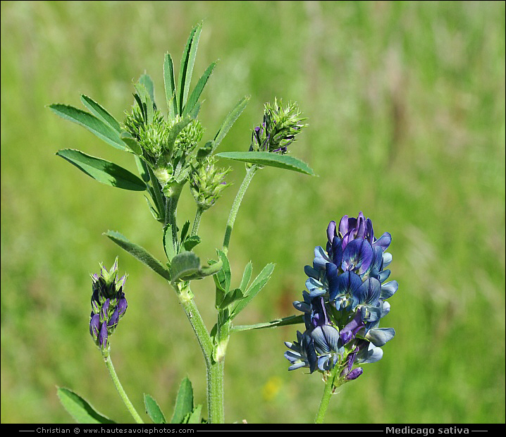 Luzerne - Medicago sativa