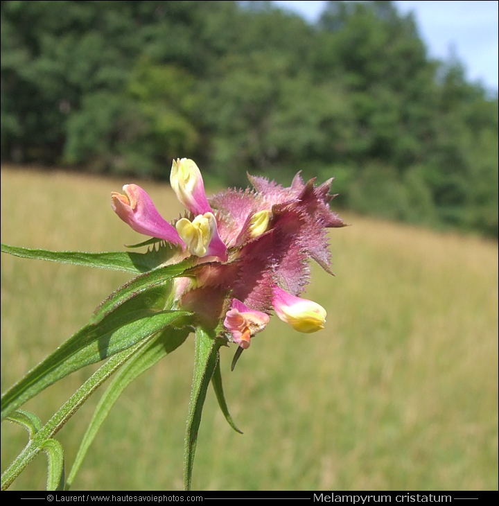 Mélampyre en crête - Melampyrum cristatum