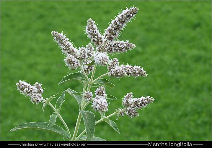 Menthe à feuilles longues - Mentha longifolia