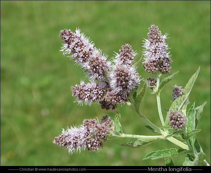 Menthe à feuilles longues - Mentha longifolia