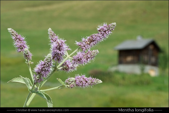 Menthe à feuilles longues - Mentha longifolia