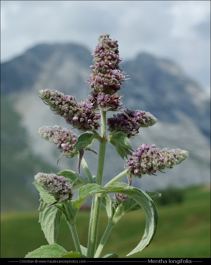 Menthe à feuilles longues - Mentha longifolia