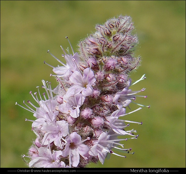 Menthe à feuilles longues - Mentha longifolia