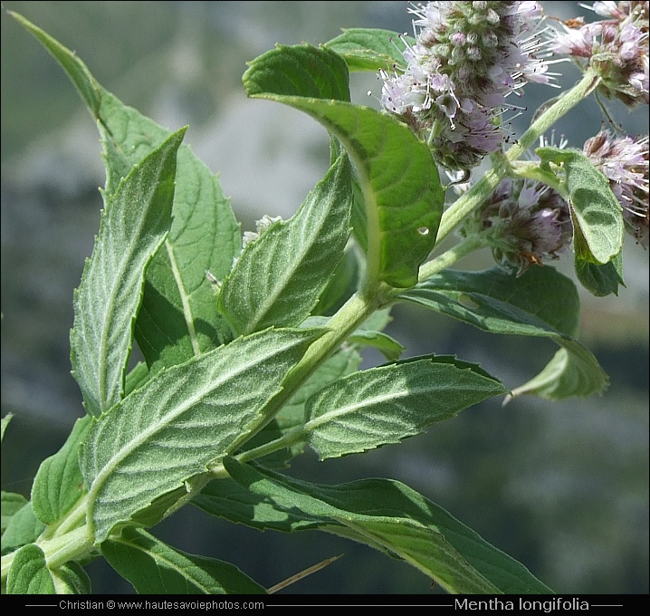 Menthe à feuilles longues - Mentha longifolia