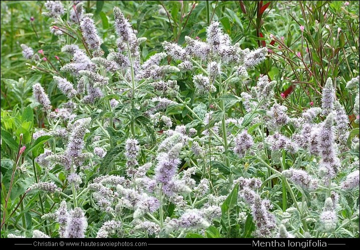 Menthe à feuilles longues - Mentha longifolia