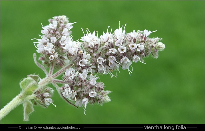 Menthe à feuilles longues - Mentha longifolia