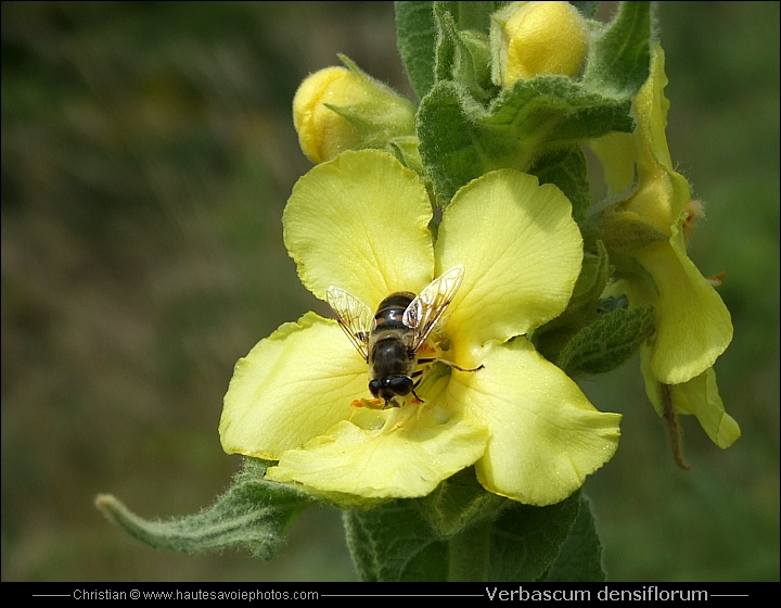 Butinage sur fleur de Molène