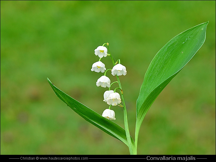 Muguet - Convallaria majalis