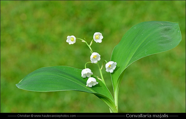 Muguet - Convallaria majalis