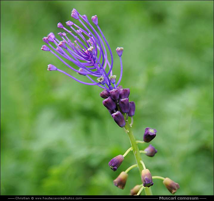 Muscari à toupet - Muscari comosum