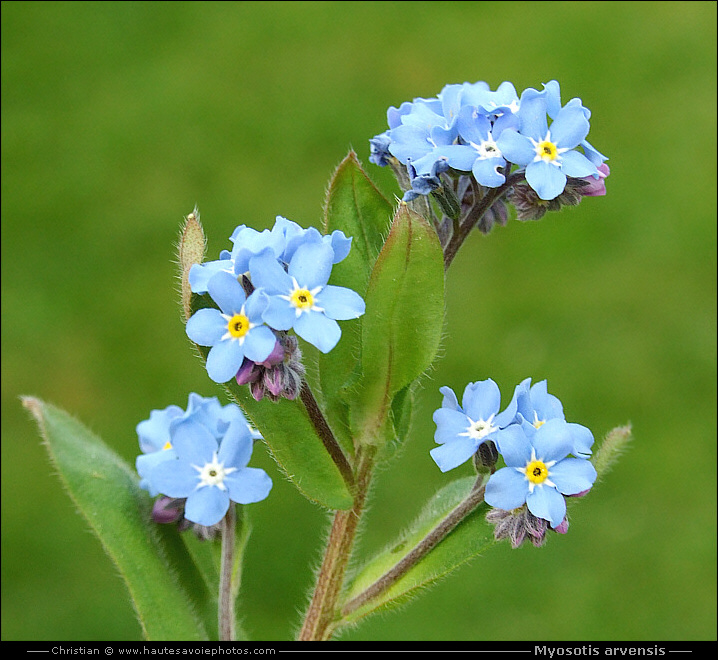 Myosotis