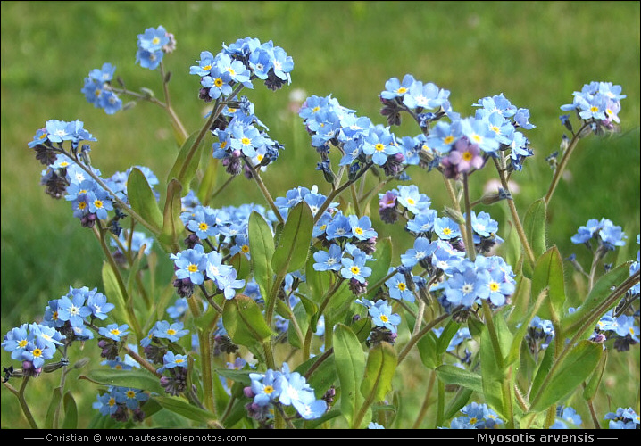 Myosotis arvensis