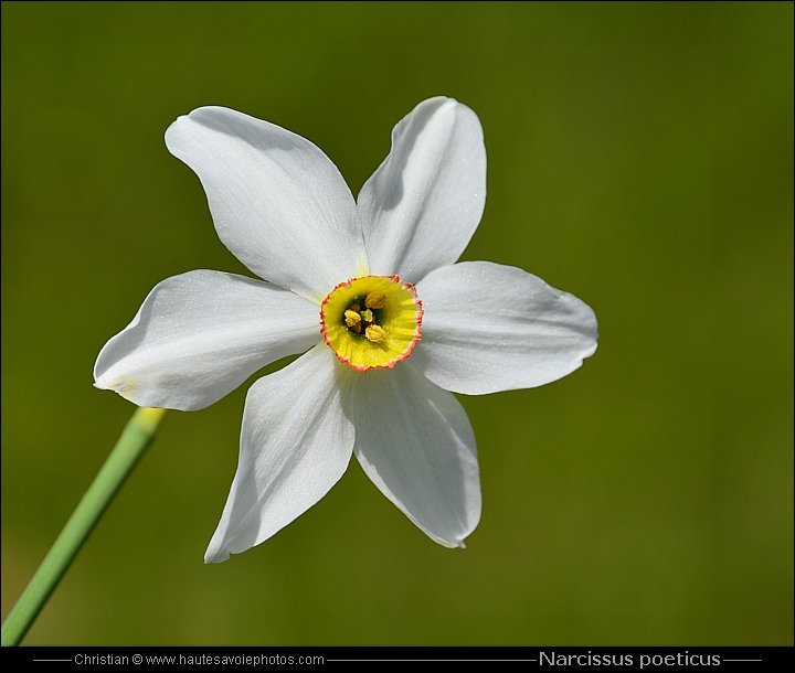 Narcisse des poètes - Narcissus poeticus