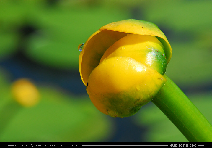 Nénuphar jaune - Nuphar lutea