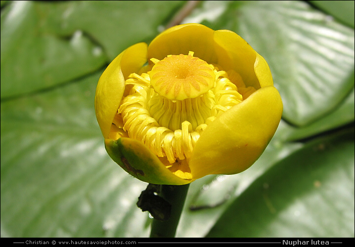 Nénuphar jaune - Nuphar lutea