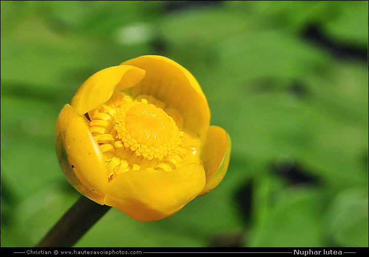 Nénuphar jaune - Nuphar lutea