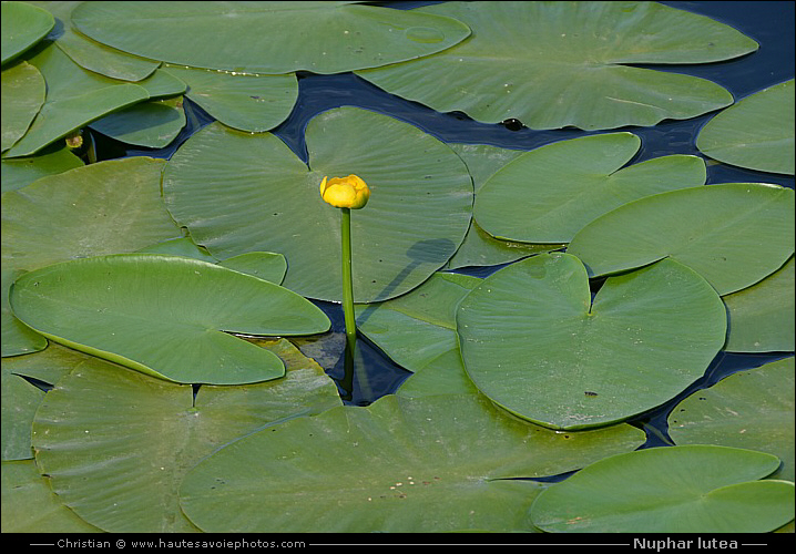 Nénuphar jaune - Nuphar lutea