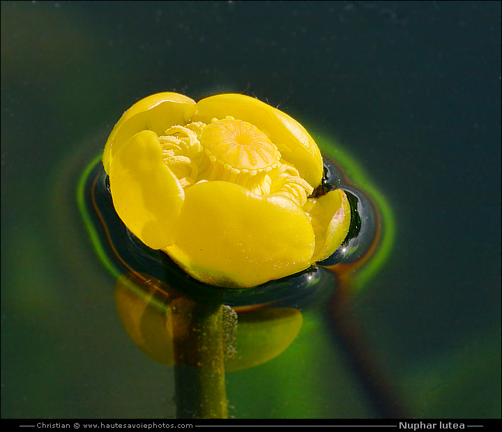 Nénuphar jaune - Nuphar lutea