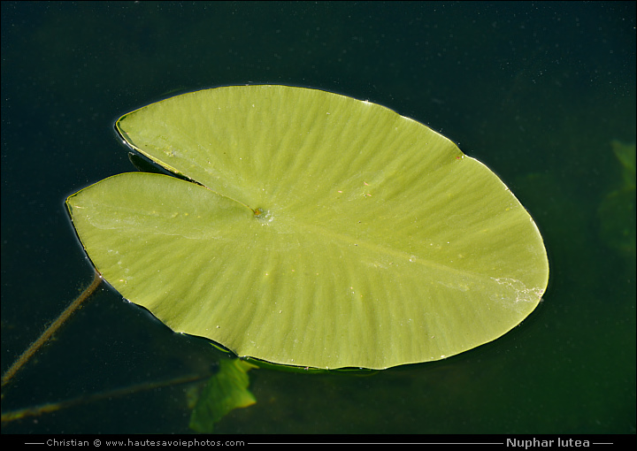 Nénuphar jaune - Nuphar lutea