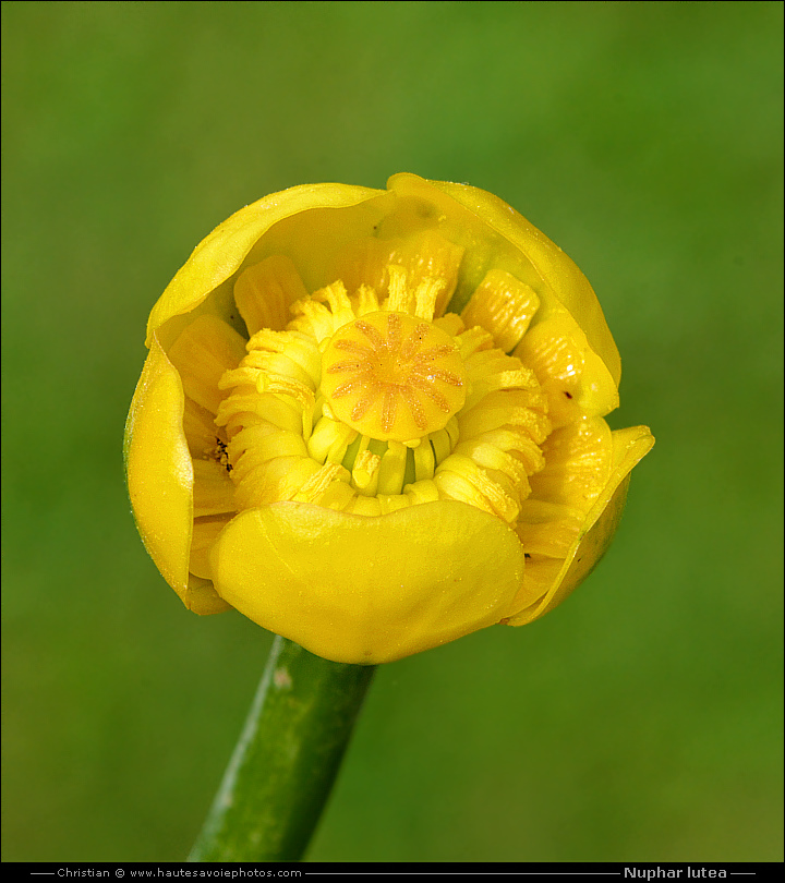Nénuphar jaune - Nuphar lutea