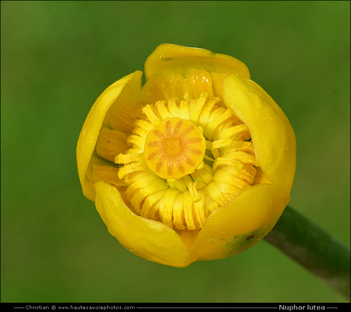 Nénuphar jaune - Nuphar lutea