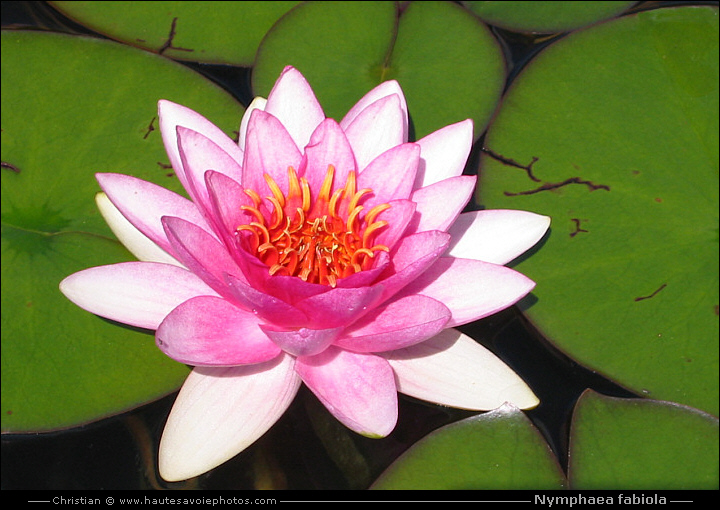 Nénuphar rose - Nymphaea fabiola