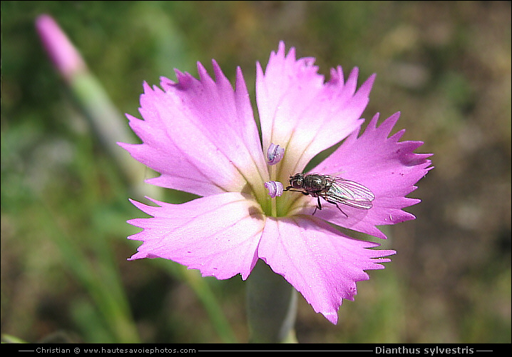 Oeillet sauvage - Dianthus sylvestris