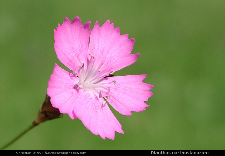 Oeillet des chartreux - Dianthus carthusianorum