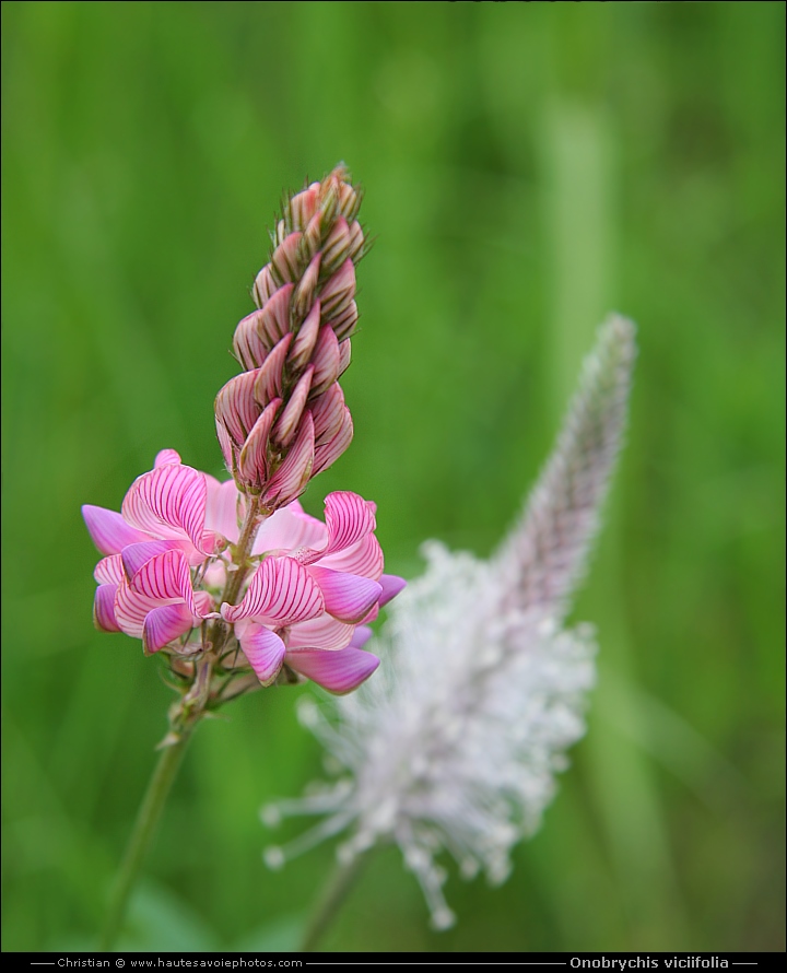 Sainfoin - Onobrychis viciifolia