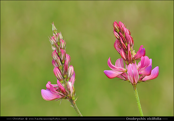 Sainfoin - Onobrychis viciifolia