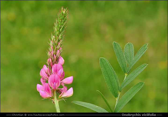 Sainfoin - Onobrychis viciifolia