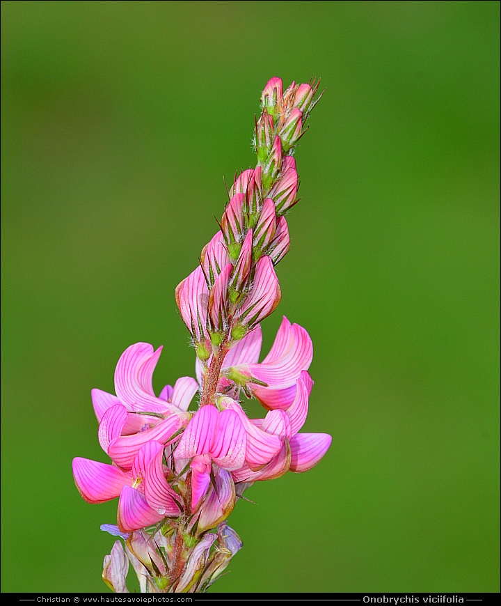 Sainfoin - Onobrychis viciifolia