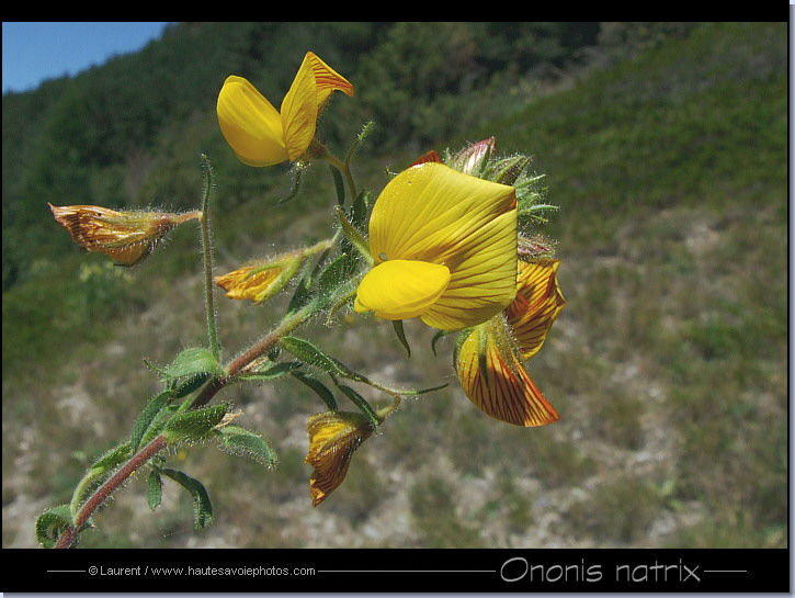 Coqsigrue - Ononis natrix