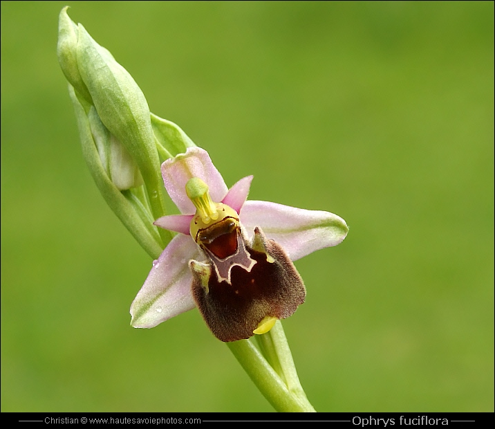 Ophrys bourdon - Ophrys fuciflora