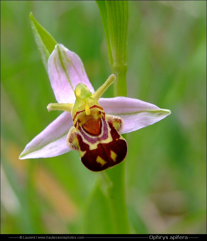 https://www.hautesavoiephotos.com/flore/ophrys_apifera.jpg