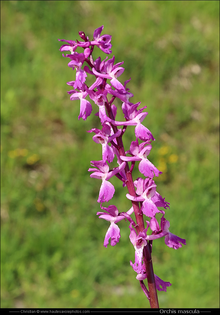 Orchis mâle - Orchis mascula