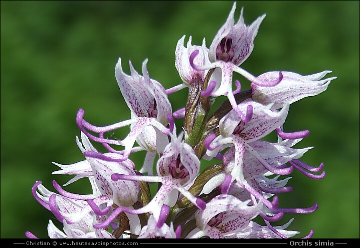 Orchis singe - Orchis simia