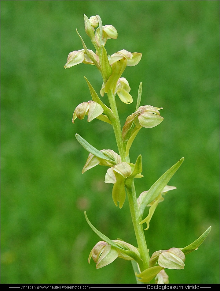 Orchis grenouille - Coeloglossum viride