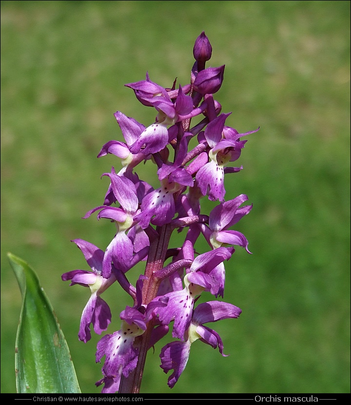 Orchis mâle - Orchis mascula