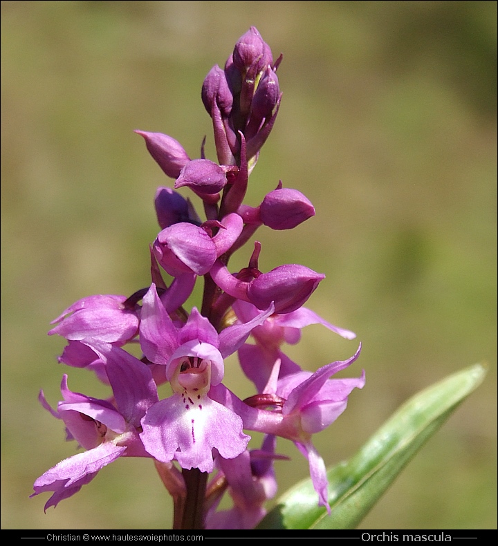 Orchis mâle - Orchis mascula