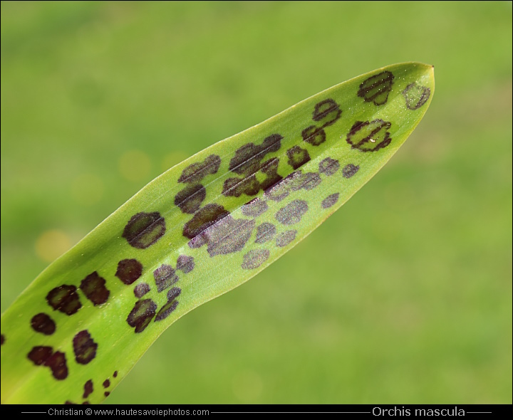 Orchis mâle - Orchis mascula