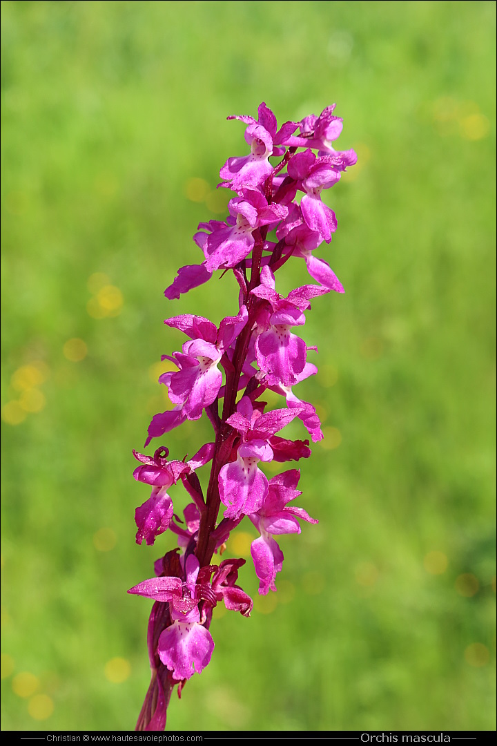 Orchis mâle - Orchis mascula