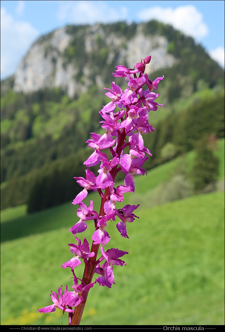 Orchis mâle - Orchis mascula