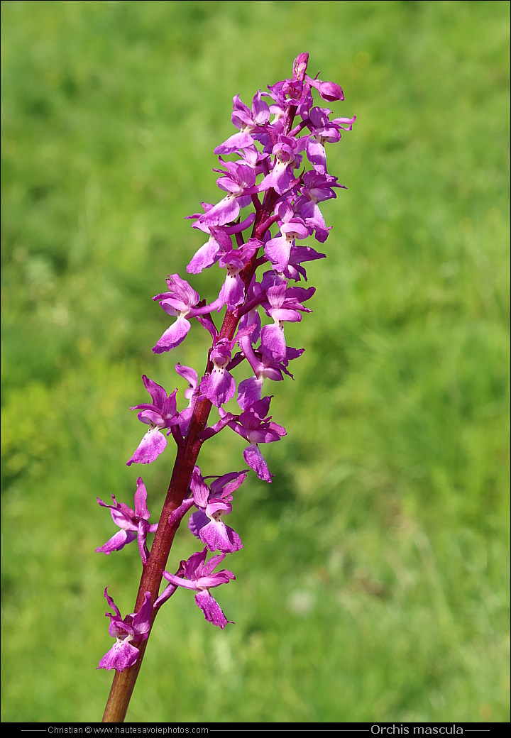 Orchis mâle - Orchis mascula