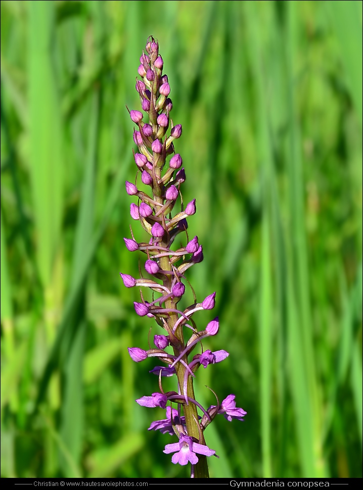 Orchis moustique ou Orchis moucheron - Gymnadenia conopsea