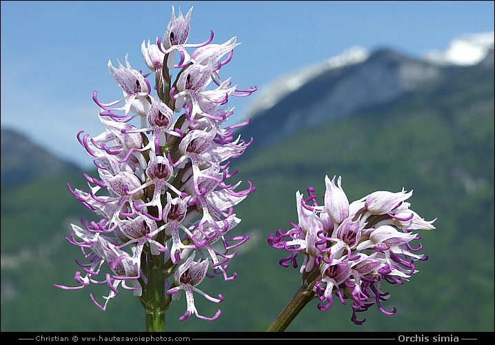 Orchis singe - Orchis simia