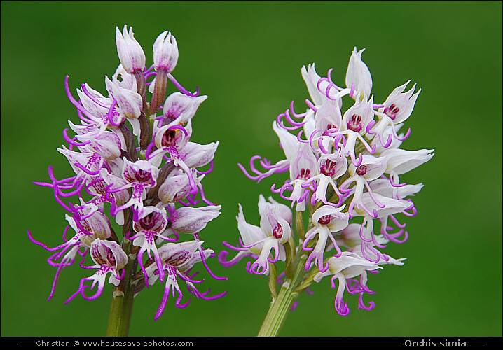 Orchis singe - Orchis simia