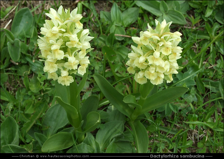 Orchis sureau - Dactylorhiza sambucina